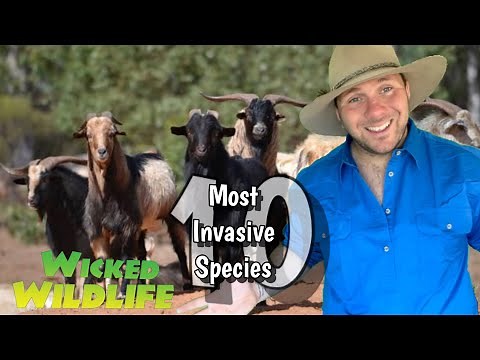 Australia’s 10 MOST invasive species : No.5 The Feral Goat