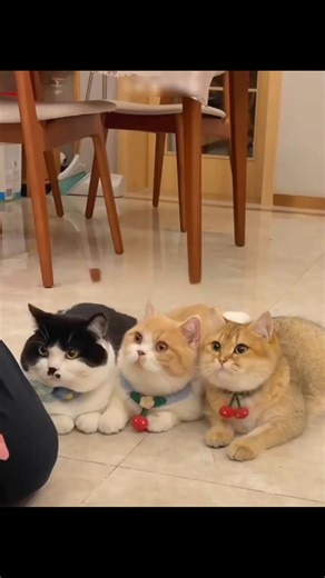 Smart Cats Try a Food Machine… But Blue Gets Tricked! 😹