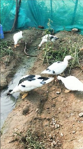 Indian runner duck farming in Indian village #duckfarmer #animals #ducklife #duckfarm #cuteduck