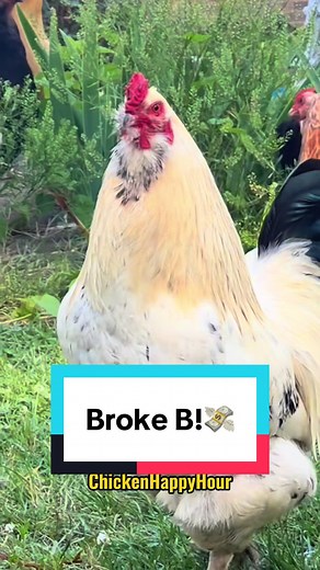 Funny Chicken Moments: Sing It With Frankie!