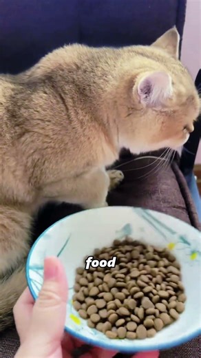 Cat Owners Don’t Know These System Bugs #cat #didyouknow #funnycats #fyp