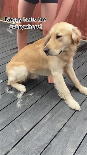 Golden Retriever Shedding Apology