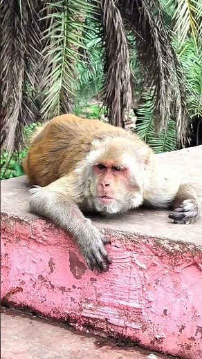 The World's Funniest Monkey Moments