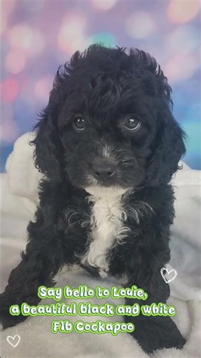 #F1bCockapoo #CentralParkPuppies #PuppyLove #DogLovers #LifeWithDogs #shorts