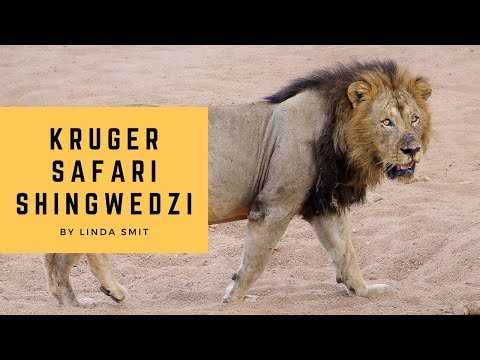 Photographing wildlife Shingwedzi Mphongolo loop, searching for lions, newborn baboon | Kruger Ep.15