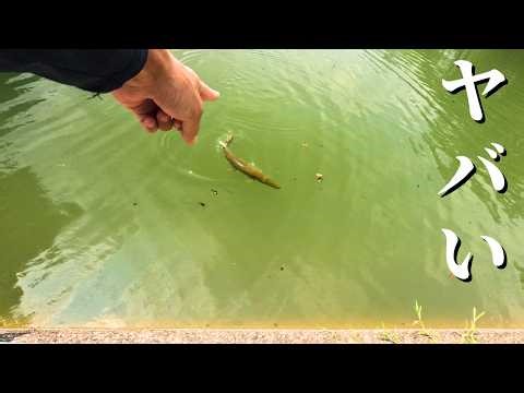 [Shocking video] Catching and eating a giant alligator gar over 1 meter long [Homo Sapi collabora...