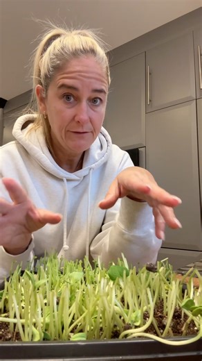 Je réponds à la question: Qu’est ce qu’on fait avec nos restants de terre? Je te montre ce que moi je fais :). #pousses #micropousses #compost #poules | L'assiette Pacifique