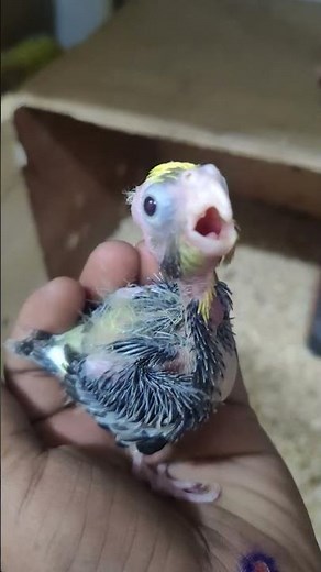 baby cockatiel sounds