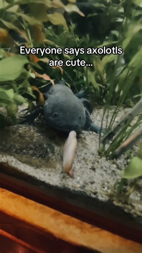 #axolotl #aquarium #viral #trending #memes