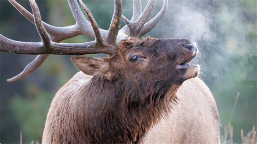 Angry Elk Charges Photographer In Crazy Wildlife Video: WATCH