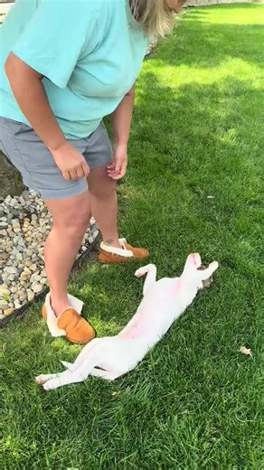 Floppy Poppi: Potty Training Fun with Puppies