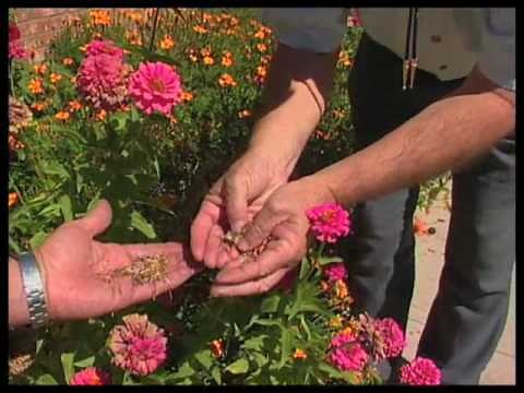 How To Collect Seed From Your Garden