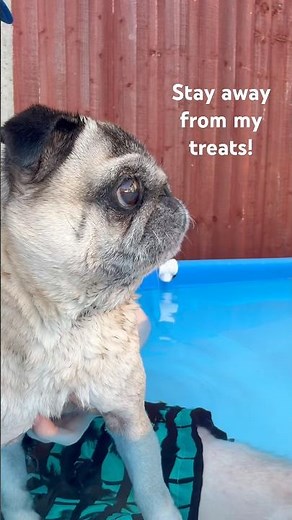 Pug gets ANGRY! 😡 Pug dog barking video 😱 #dogswimming #pugs #dogshorts