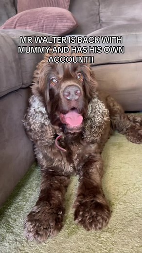 Introducing Mr. Walter: The Cocker Spaniel's Adventures