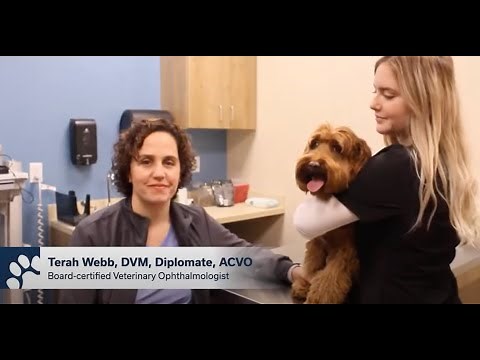 What to Expect During Your Pet's Eye Exam | MedVet