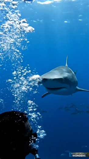 Shark Inches Away From Diver! 🦈 #shorts #animals #shark