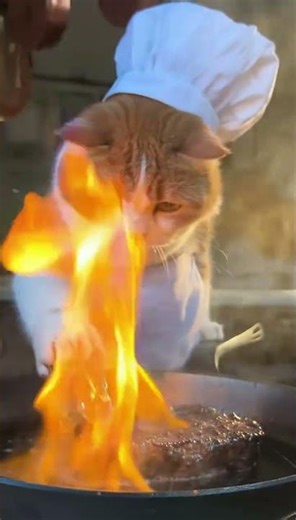 A Cat Cooking Ribeye Steak? This Shouldn’t Be This Good 😱