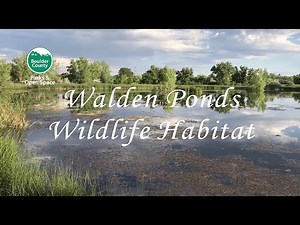 Walden Ponds Wetlands Exploration