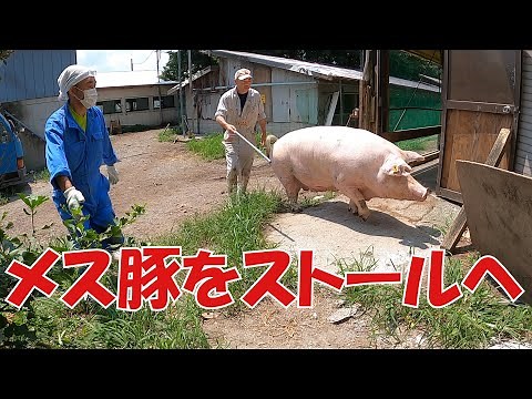 メス豚をいっぱいストールに入れる