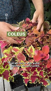 Des plantes d'intérieur s'invitent en pot sur les terrases et en pleine terre dans les parterres. On découvre lesquelles 🪴 | Jardins et Loisirs - RTBF