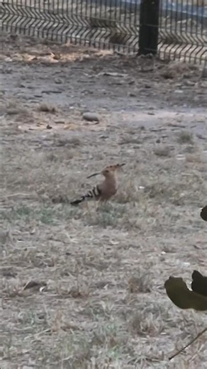 🐦 La chance de croiser une huppe fasciée !