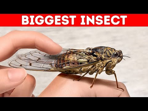 50+ Random Facts That Will Make You Appreciate the World More