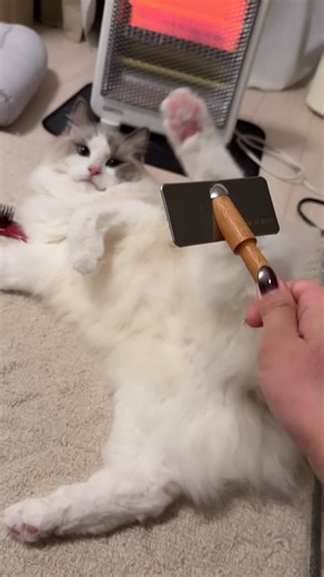 @api.3 on Instagram: "許されるクシと許されないクシがあるのさ💇 ⁡ #猫 #cat #ラグドール"