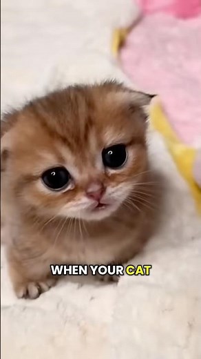 Amazing Cat Facts You Probably Didn’t Know! 🤯🐾