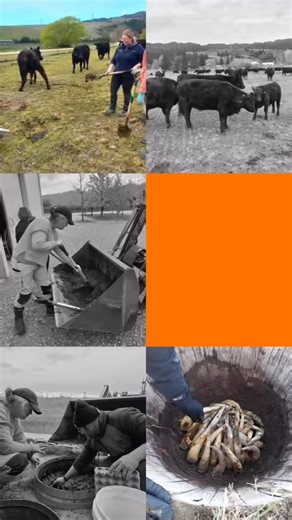 Making a batch of CPP with the team @peregrinewines 🍷 Thanks to @simonnealinnature for capturing these images 📸 Cow Pat Pit is thought to enhance microbial life and help to improve soil structure. Other suggested uses for Biodynamic CPP: • Add a handful to each barrow load of potting mix. • Soak seeds in stirred CPP (large seeds) or CPP slurry (small seeds) prior to sowing. • Apply CPP when turning in green manures • Add to compost tea. • Soil inoculant before a crop • Scatter solid CPP finely