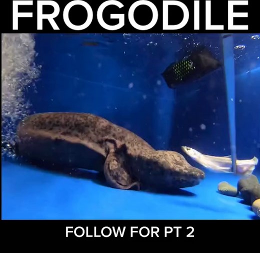 Frog Crocodile Hybrid Explained | Unique Amphibian Facts