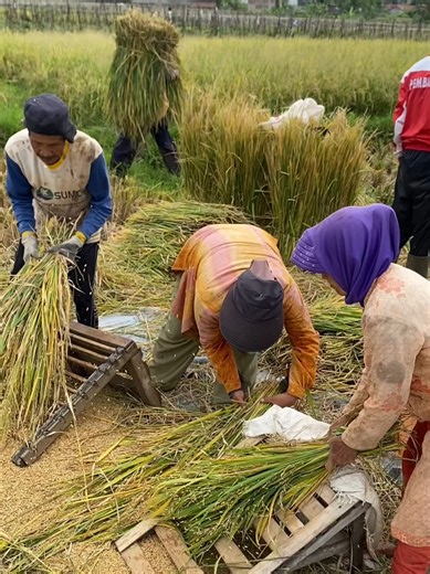 Paddy Harvesting in Haruman: A Step-by-Step Guide