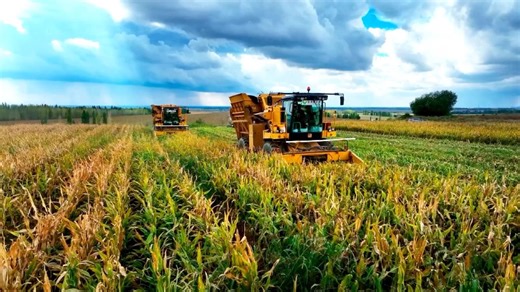 Key meeting outlines China's roadmap for rural revitalization