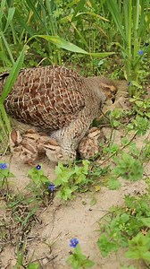 #mountainbird #partridge #chukar #humanity #wildlifephotography | BIRDS EYES