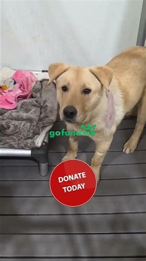 #adopteddog #adoptstrays #rescuedog #pets #adoptionrocks