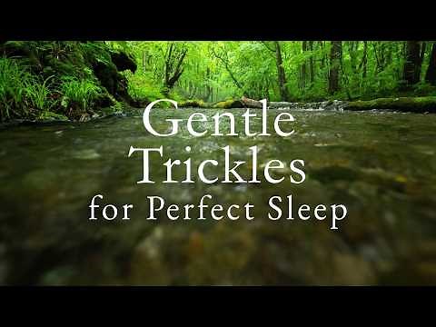 Never Ending Water Trickles of Quiet Forest Creek | SLEEP ASMR | 10 Hours