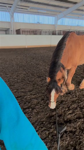 Everyone’s favorite butthead 🤪 I’ve been super lucky with awesome lesson “kids” that enjoy the young horse shenanigans while I teach 😂🖤 | Rockin N R Bar Ranch