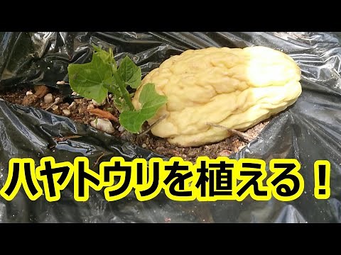 《ハヤトウリ（隼人瓜）栽培!！》「4月下旬、新たな場所に植える！」【22年春】