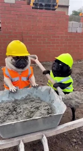 Hilarious Pug Reactions to Everyday Situations