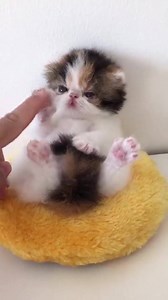 the cutest ever | Cute And Funny Animals