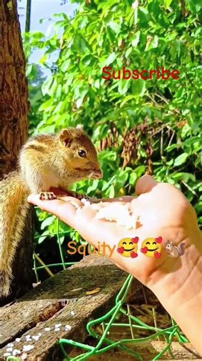 My little squity is eating witg love🥰🥰🐿️ #relax #nature #squirrel #shorts
