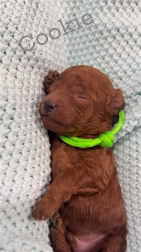 💚🤎Cookie🤎💚 🏠❌ ⛔️⛔️⛔️ Bella Bambi Canis e Catus 508327529 #puppylove #puppy #puppylife #toypoodle #pudeltoy #toypoodlered #pudlovelove #szczenięta | Bella Bambi Poodle Toy