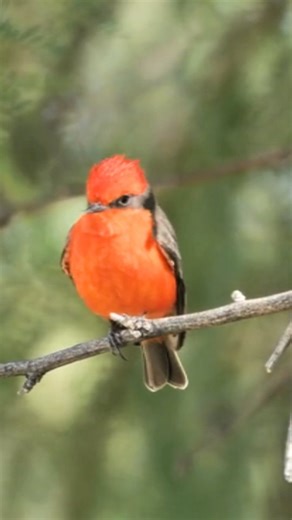 2.6K reactions · 145 shares | The Vermilion Flycatcher (Pyrocephalus...