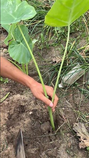 Planting elephant ear plants Tutorial #farming #shorts