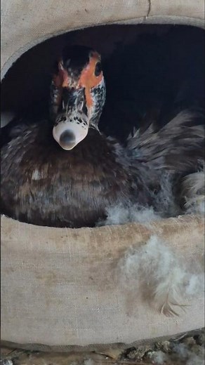 🦆🪺 Muscovy Duck Nest