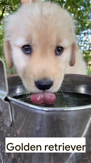 Preciosa Camada de Perritos Golden Retriever en plena naturaleza... 🐕😍🐕😍🐕😍