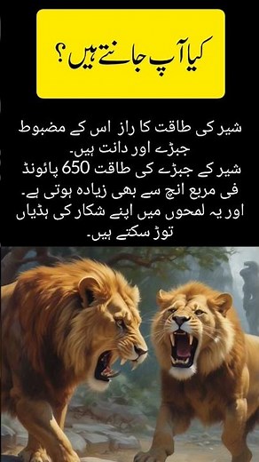 The Bite of Death: Lion's Jaw Power #animalsinfo #lionspaower #lion #jungleKing #trending #shorts