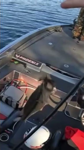 Dragging a football jig #jigfishing #fishing #bassfishing #howto #bassboat #falconrods