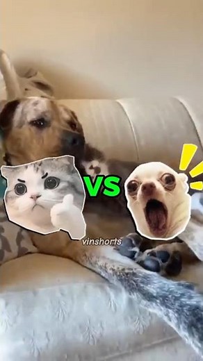 Why Cats Loves To Smack Dogs? 😼vs🐶