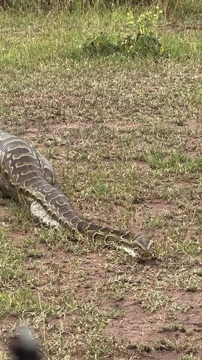 Understanding Python Feeding Habits and Their Size Capabilities
