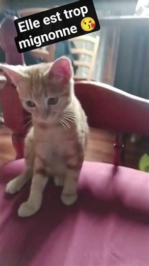 c'est mon chat